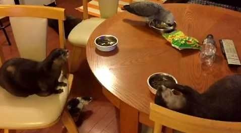 Dwie wydry i papuga jedzą na stole, a kaczka czeka pod stołem
