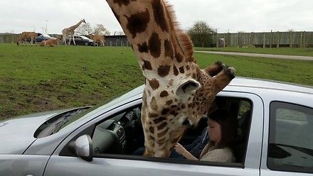 Żyrafa włożyła głowę do samochodu kobiety