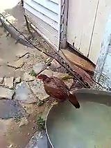 Kura postanowiła zdrzemnąć się w basenie