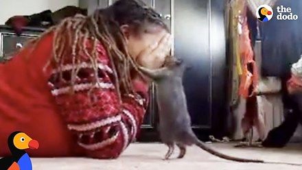 Słitaśny szczur bawi się ze swoją panią