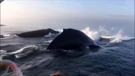 Tańczące trio wielorybów