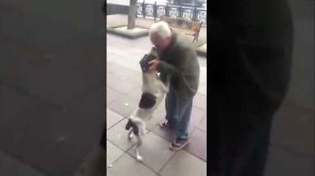Po trzech latach odnalazł swojego psa na ulicy