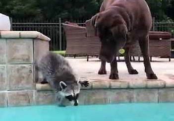Panda śmietnikowa udziela lekcji pływania psu