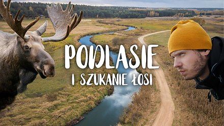 Gdzie chowają się łosie w Polsce? Poszukiwania na niesamowitym Podlasiu