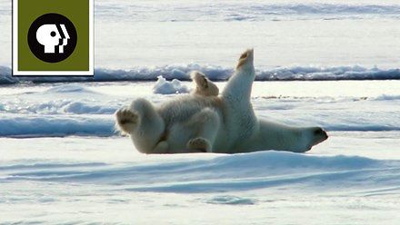 Jak po kąpieli suszą się niedźwiedzie polarne?