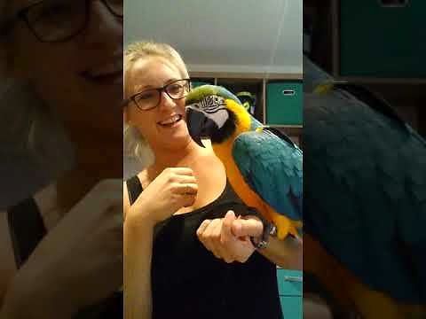 Papuga Lolek i napady złości