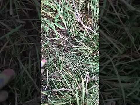 Złośliwy sąsiad, czyli pułapka ukryta w trawie