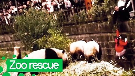 Krwiożercze pandy chciały pożreć dziewczynkę, która spadła na wybieg