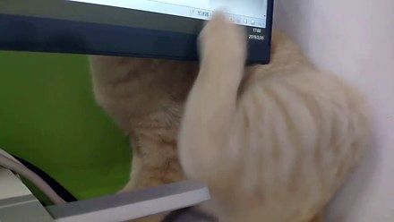 Monitor blokuje funkcję drapania u kota