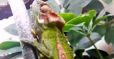 Kameleon rodzi się jak obcy