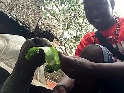 Nasz człowiek z Zanzibaru karmi żółwia