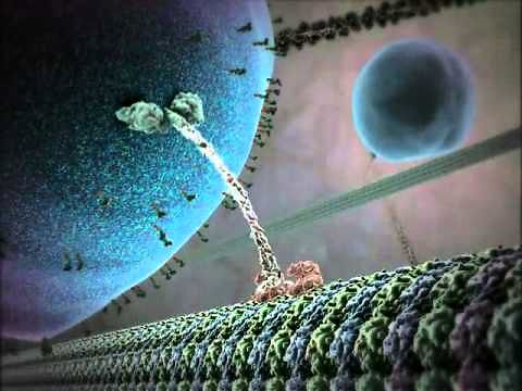 Wewnętrzne życie komórki 