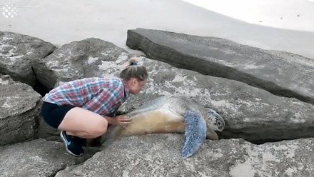 Uwalnianie wielkiego żółwia uwięzionego pomiędzy kamieniami na plaży