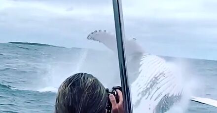 Wieloryb wyskakuje z wody tuż przy statku