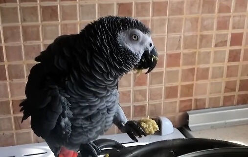 Papuga pomaga przygotować kolację