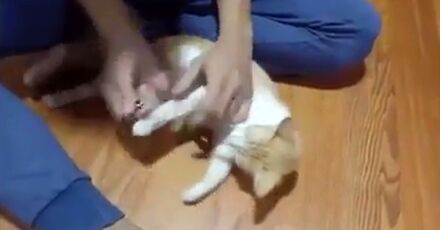 Jak przekonać kota, by ten dał sobie obciąć pazury?