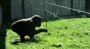 Goryl próbuje pokonać ogrodzenie pod napięciem