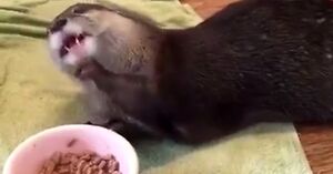 Jedząca wydra ma w sobie to coś, co poprawia nastrój i dzień