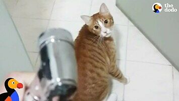Kot, który strasznie chciał pod prysznic