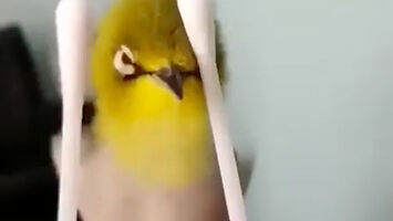 Film instruktażowy: jak pieścić swojego ptaszka do upadłego