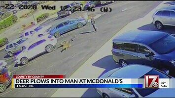 Jeleń znokautował faceta przed McDonaldem