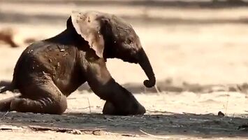 Mały słonik stawia pierwsze kroki