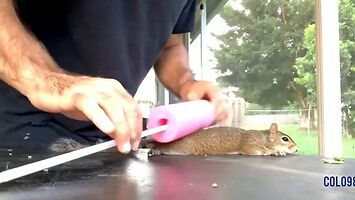 Jak zrobić placek z wiewiórki?