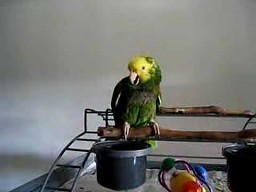 Papuga płacze jak małe dziecko