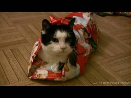 Jak zapakować kota na święta
