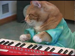 Keyboard cat powraca!