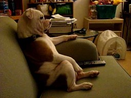 Luźny pies przed telewizorem
