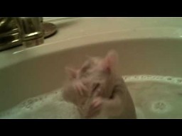 Kąpiel szczura