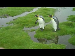 Pingwiny z problemem